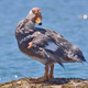 Illustration for article titled This Truculent Duck Evolved The Bodily Equivalent Of Brass Knuckles